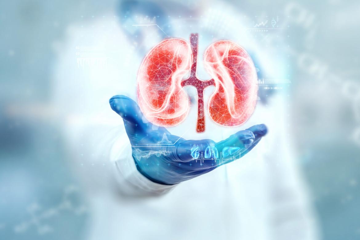 Kidney Inflammation (Nephritis)
