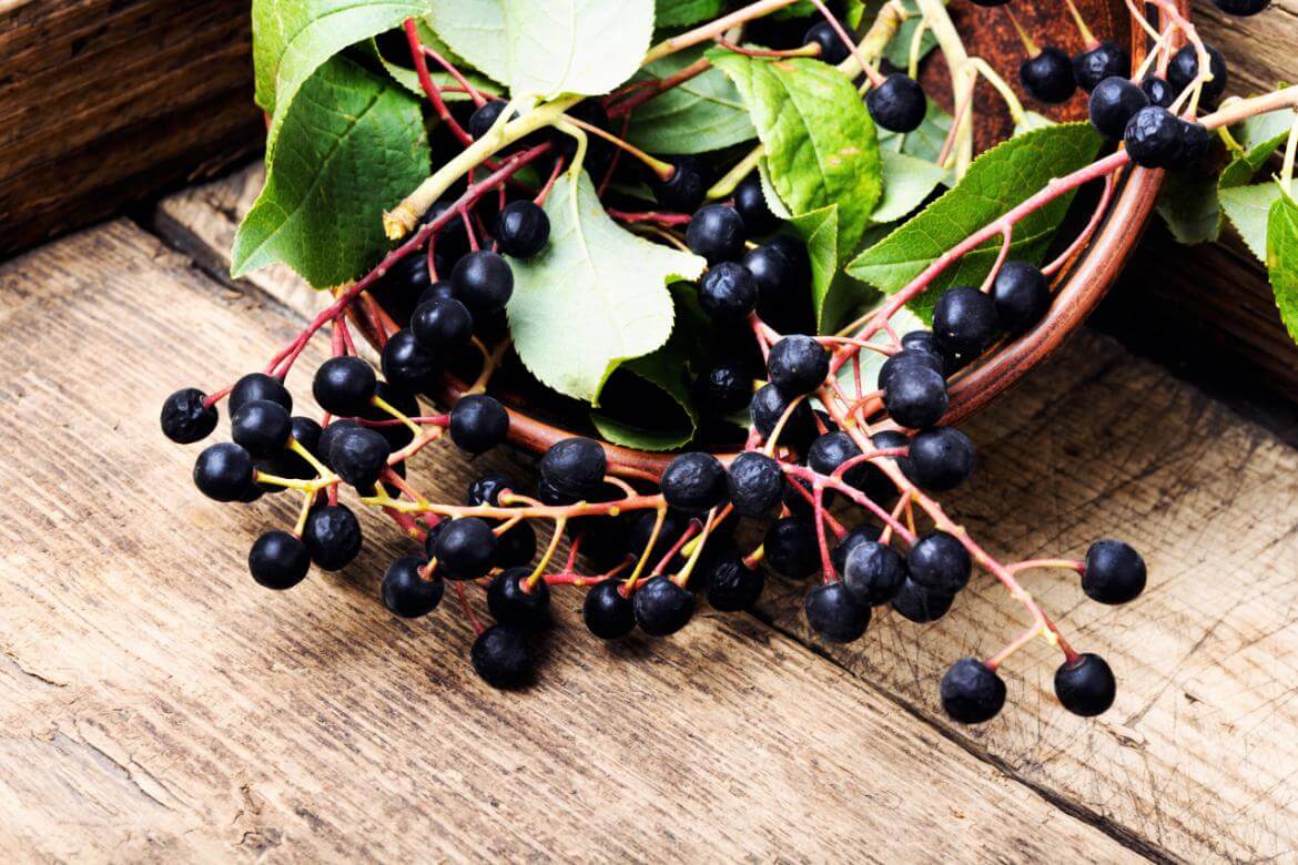 Black Elderberry: Benefits and Uses