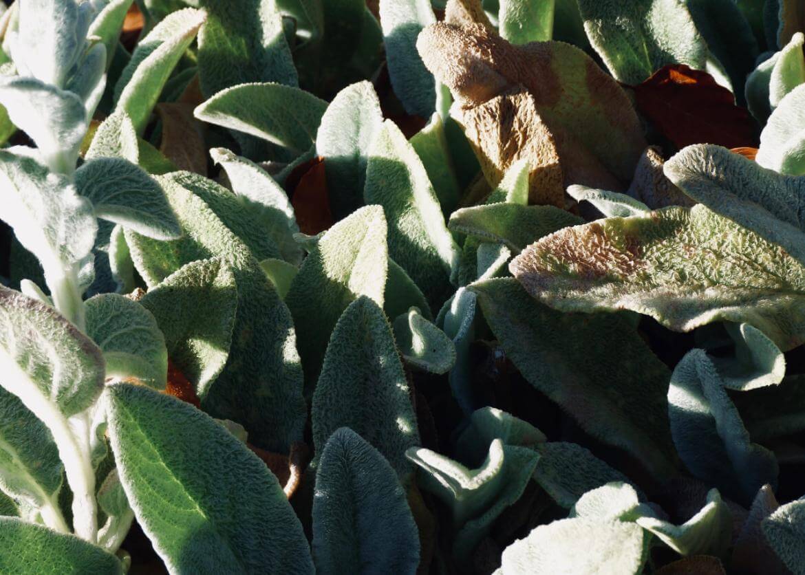 What is Lamb's Ear? What are the Benefits of Lamb's Ear?