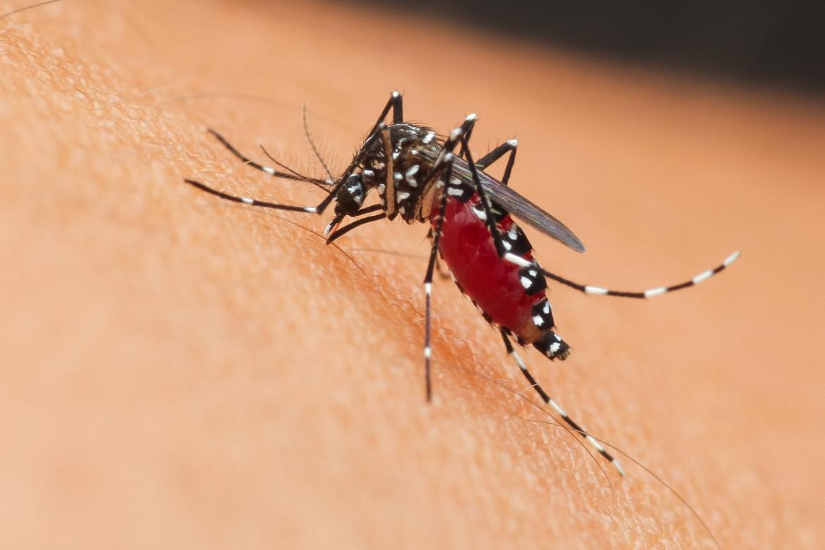 Malaria