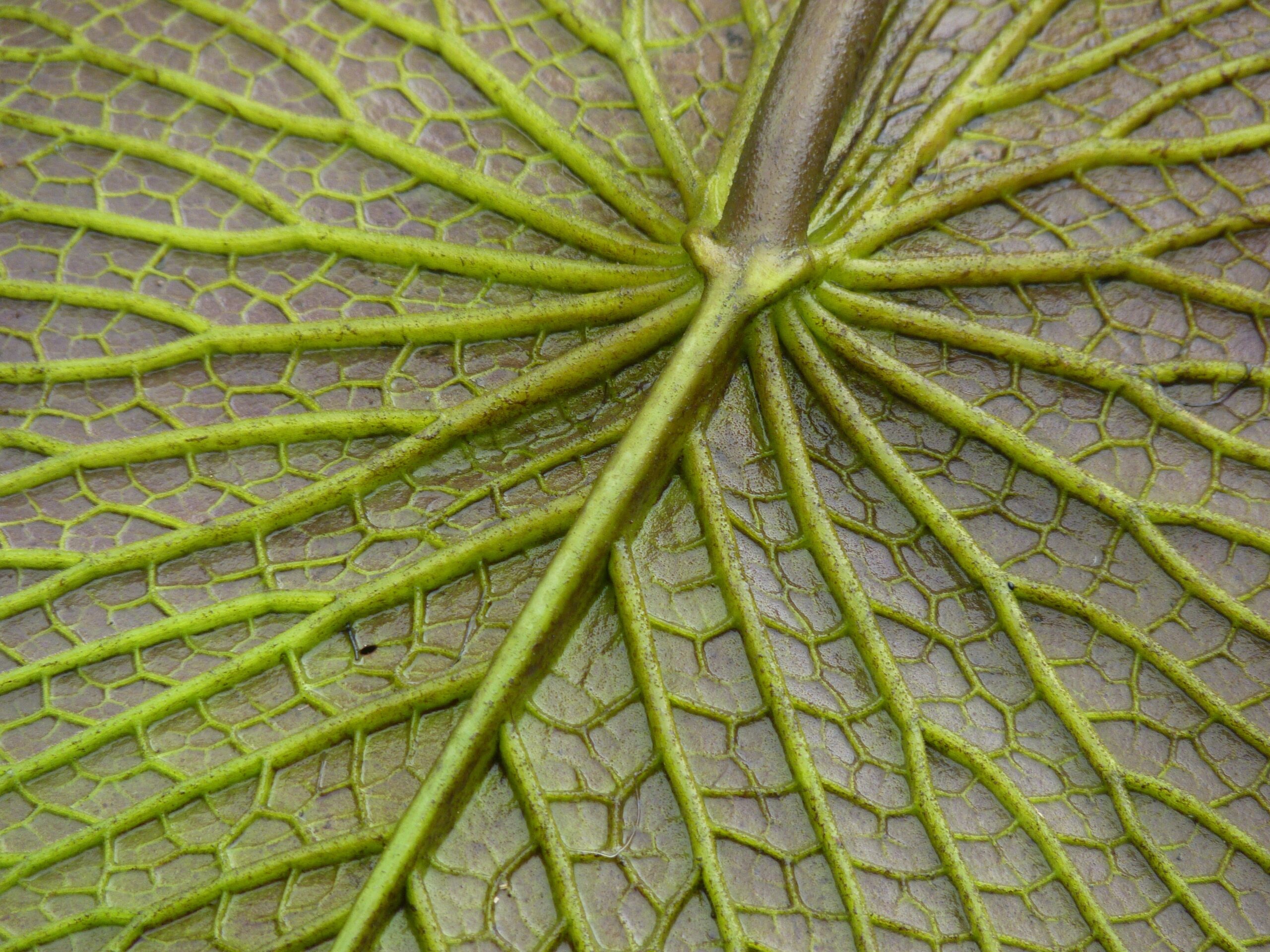 Sinir Otu Nedir? Sinir Otu Faydaları?