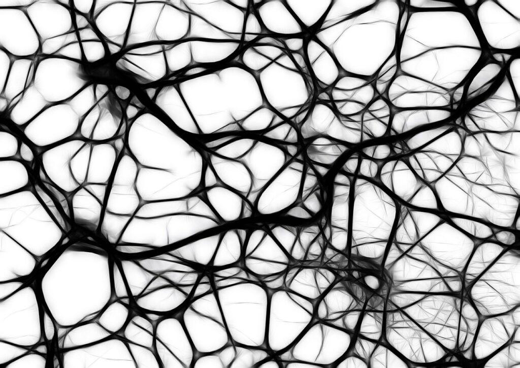 neurons, brain cells, brain structure-440660.jpg